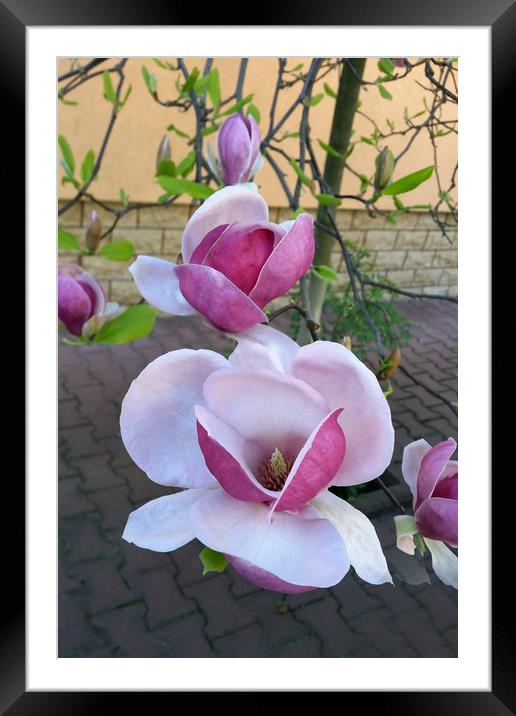 pink magnolia Framed Mounted Print by Marinela Feier