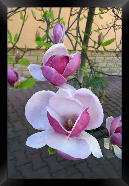 pink magnolia Framed Print by Marinela Feier