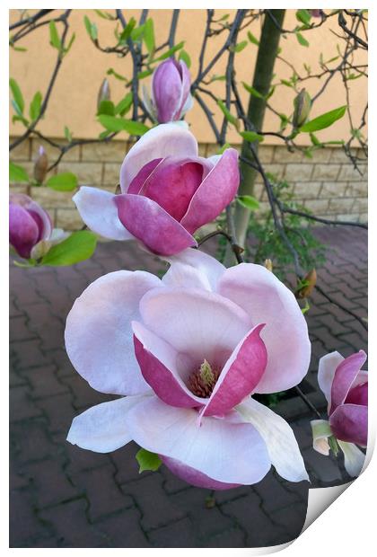 pink magnolia Print by Marinela Feier