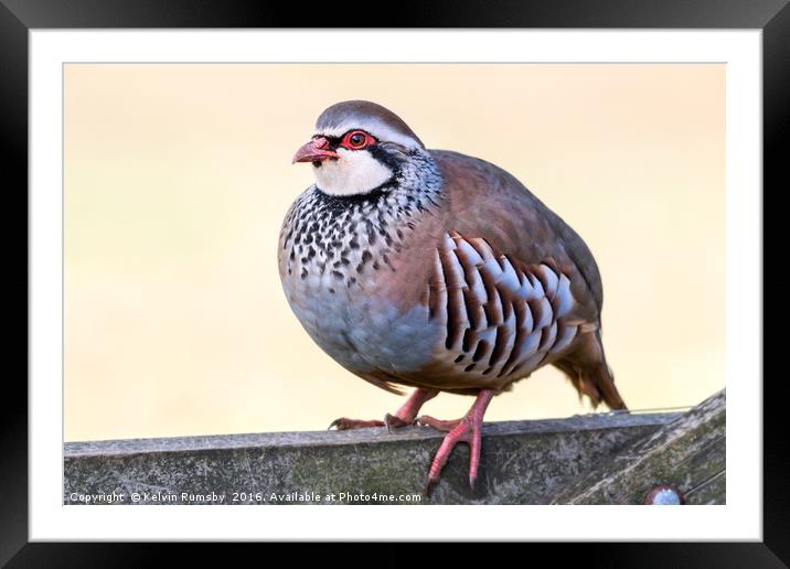 Red legged partridge, bird Framed Mounted Print by Kelvin Rumsby