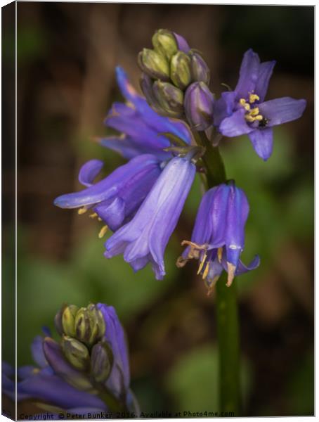 Bluebells Canvas Print by Peter Bunker