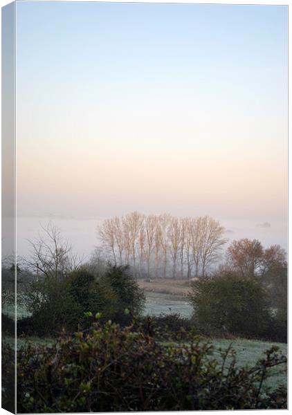 trees in a misty dawn Canvas Print by graham young