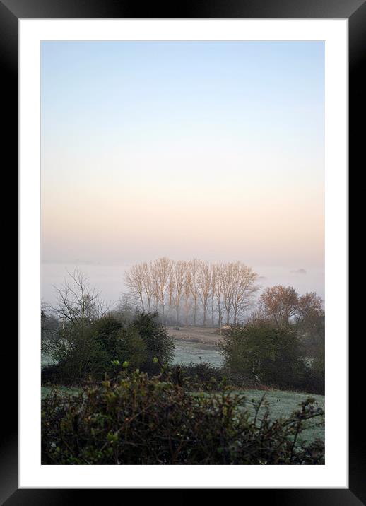 trees in a misty dawn Framed Mounted Print by graham young