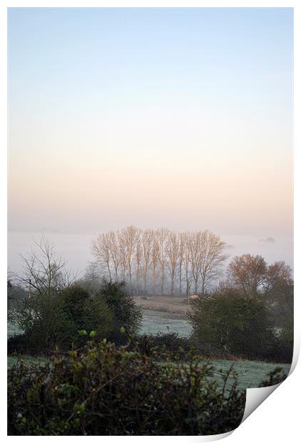 trees in a misty dawn Print by graham young
