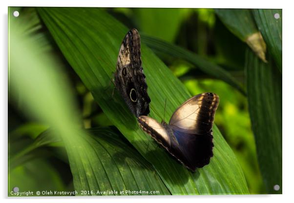 Caligo memnon, The Giant Owl butterfly Acrylic by Olgast 