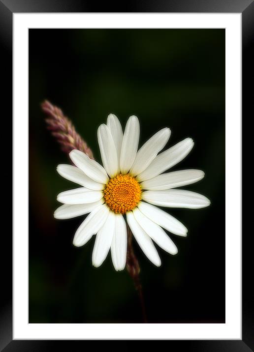 Plain and Simple, Daisy and Grass Framed Mounted Print by Simon Gladwin