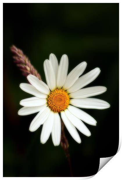 Plain and Simple, Daisy and Grass Print by Simon Gladwin
