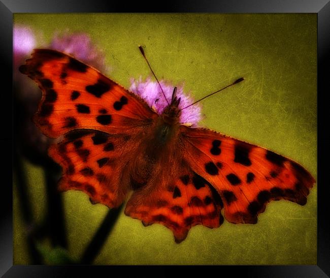 Comma Butterfly Framed Print by Simon Gladwin