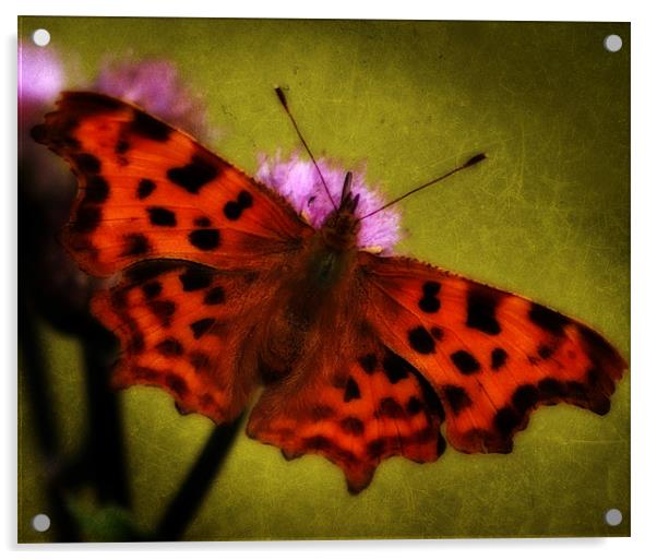 Comma Butterfly Acrylic by Simon Gladwin