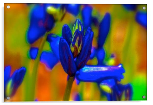 Retro Bluebell Flower                              Acrylic by Sue Bottomley