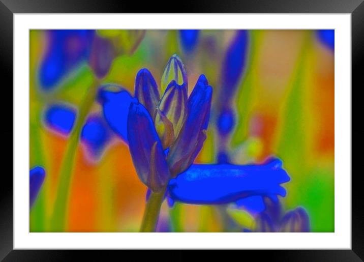 Bluebell retro flower                              Framed Mounted Print by Sue Bottomley