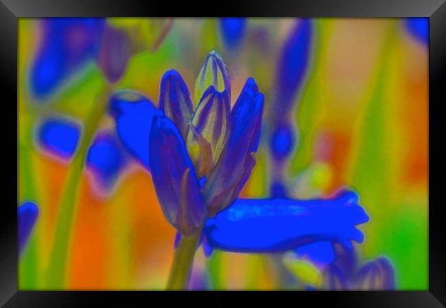 Bluebell retro flower                              Framed Print by Sue Bottomley