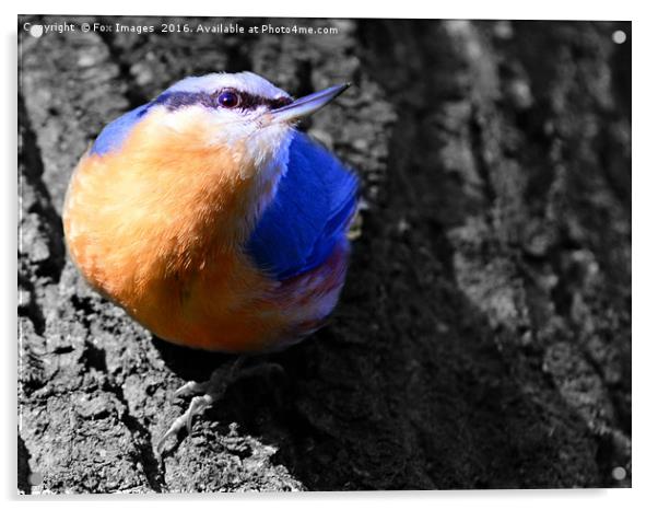  Nuthatch bird Acrylic by Derrick Fox Lomax