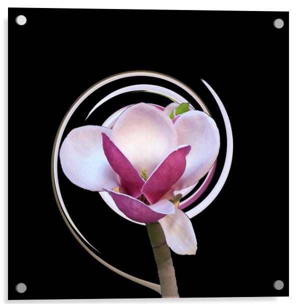 pink magnolia blossom Acrylic by Marinela Feier