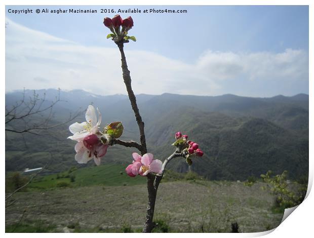 Wild pearl's blossoms in jungle,                   Print by Ali asghar Mazinanian