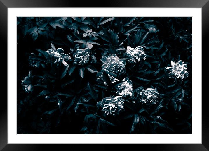 Gloomy peony in black and white. Framed Mounted Print by Tartalja 