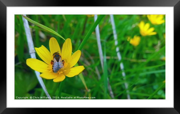 Wild Flower Pollination  Framed Mounted Print by Chris Williams