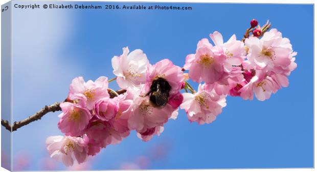Bumblebee in Spring Prunus Blossom Canvas Print by Elizabeth Debenham
