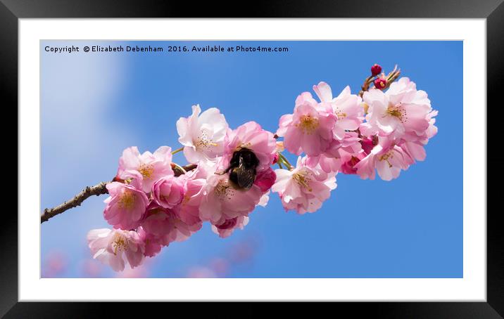 Bumblebee in Spring Prunus Blossom Framed Mounted Print by Elizabeth Debenham