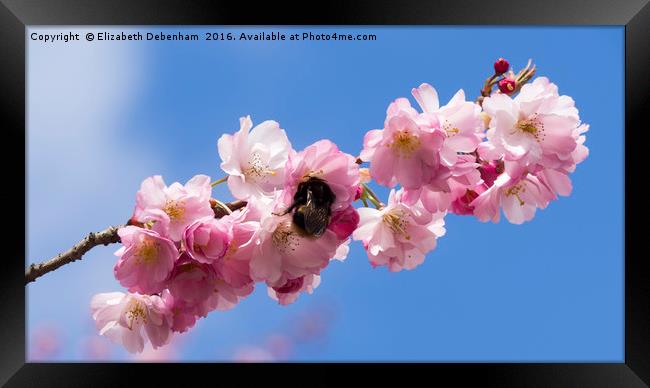 Bumblebee in Spring Prunus Blossom Framed Print by Elizabeth Debenham
