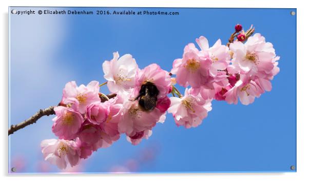 Bumblebee in Spring Prunus Blossom Acrylic by Elizabeth Debenham