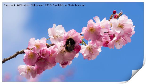 Bumblebee in Spring Prunus Blossom Print by Elizabeth Debenham