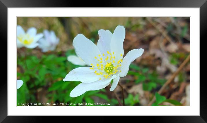 Wild White  Framed Mounted Print by Chris Williams