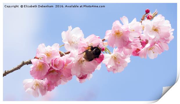 Spring Blossom with Bumblebee Print by Elizabeth Debenham