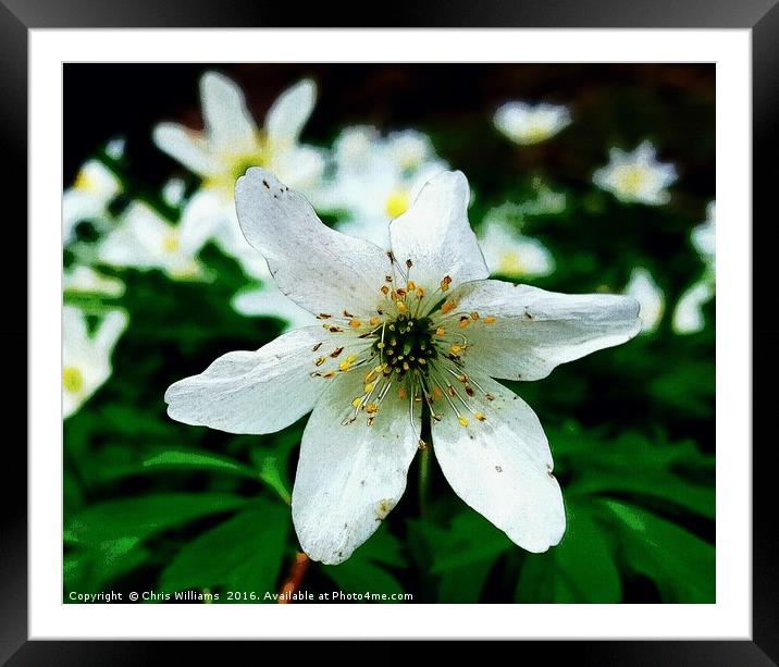 White and Wild  Framed Mounted Print by Chris Williams
