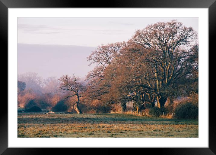 Trees basked in early morning sunlight. Hilborough Framed Mounted Print by Liam Grant
