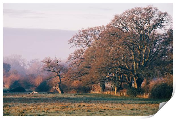 Trees basked in early morning sunlight. Hilborough Print by Liam Grant