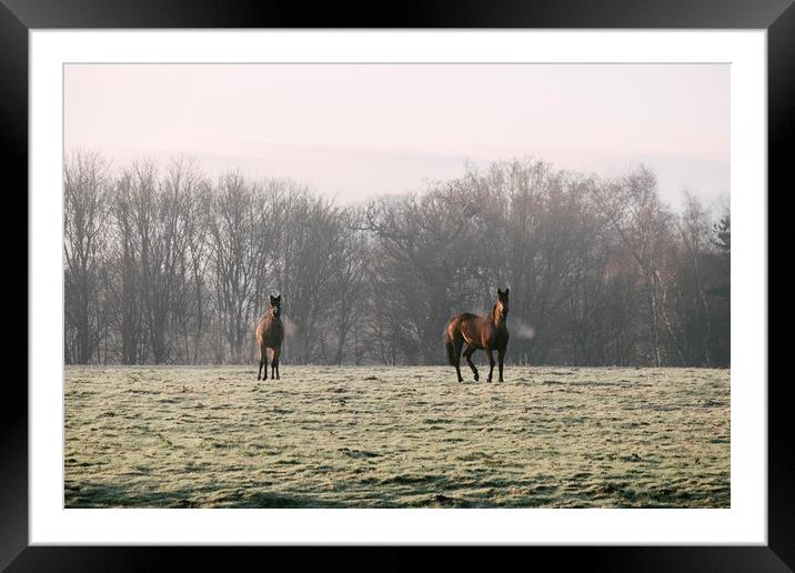 Early morning light on two horses in a frost cover Framed Mounted Print by Liam Grant