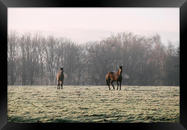 Early morning light on two horses in a frost cover Framed Print by Liam Grant