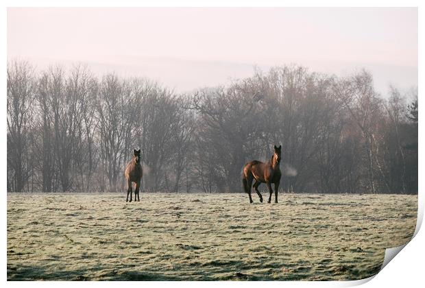 Early morning light on two horses in a frost cover Print by Liam Grant