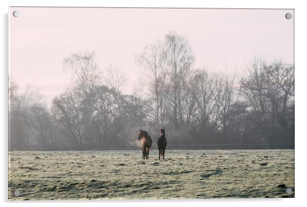 Early morning light on two horses in a frost cover Acrylic by Liam Grant