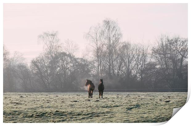 Early morning light on two horses in a frost cover Print by Liam Grant