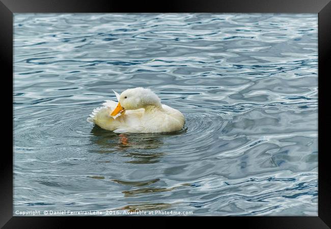 White Duck Preening at Lake Framed Print by Daniel Ferreira-Leite