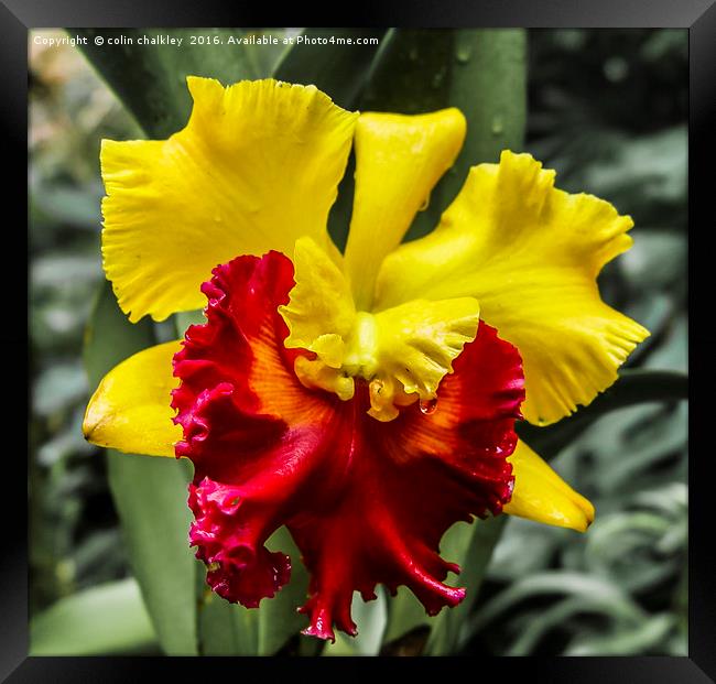 Yellow and Red Ochid Framed Print by colin chalkley