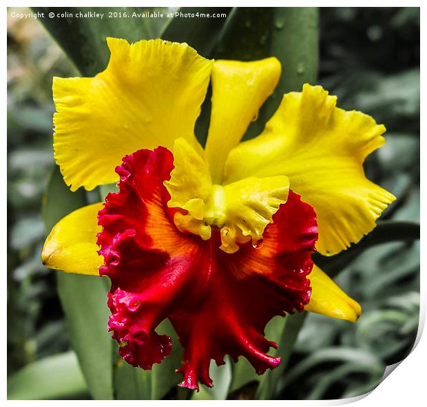 Yellow and Red Ochid Print by colin chalkley