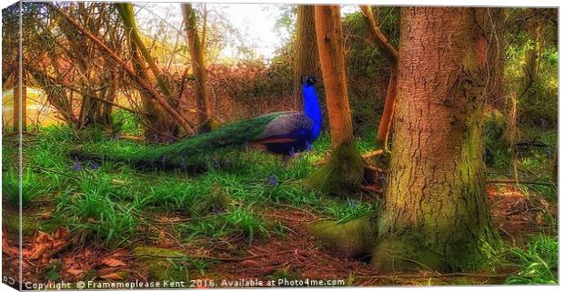 Blue peacock in bluebells Canvas Print by Framemeplease UK