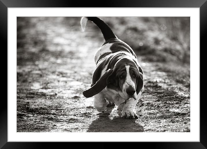 It's a Dogs Life Framed Mounted Print by Simon Wrigglesworth