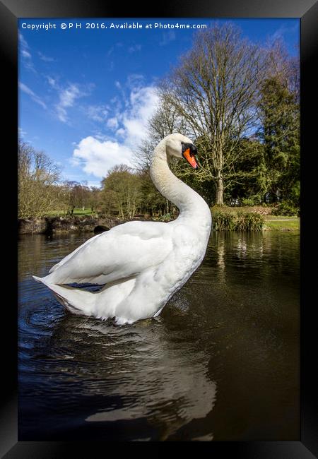 Swan Framed Print by P H