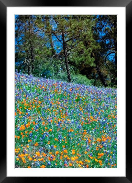 Wildflower Meadow - Figueroa Mountains California Framed Mounted Print by Ram Vasudev