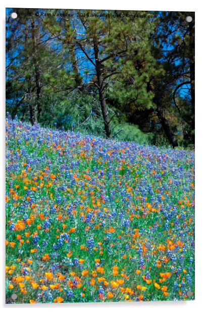 Wildflower Meadow - Figueroa Mountains California Acrylic by Ram Vasudev
