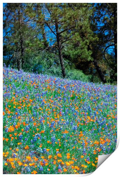 Wildflower Meadow - Figueroa Mountains California Print by Ram Vasudev