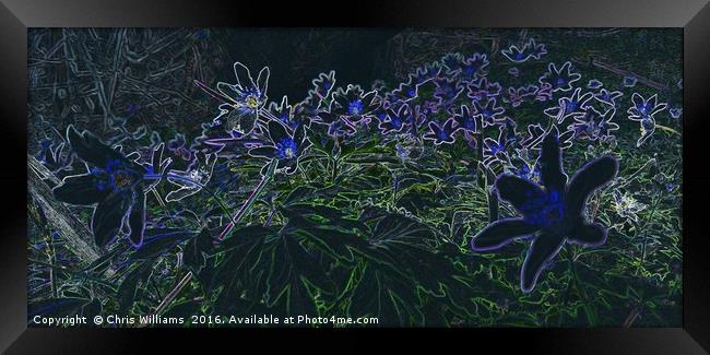 Magic Flora Framed Print by Chris Williams