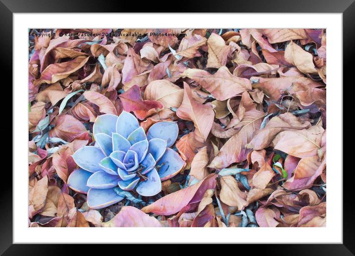 Fallen Autumn Leaves Framed Mounted Print by Ram Vasudev