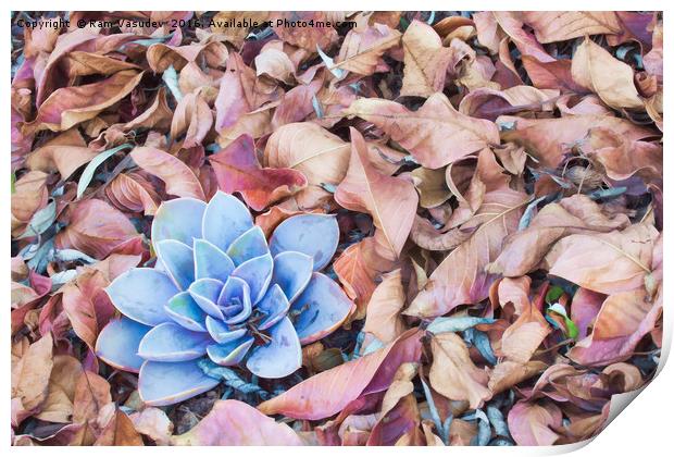 Fallen Autumn Leaves Print by Ram Vasudev