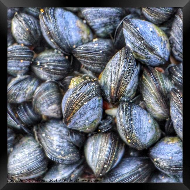 Cornish Mussels Framed Print by Craig Preedy
