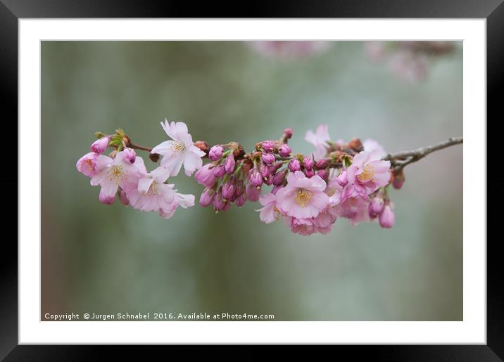 Cherry Blossom Framed Mounted Print by Jurgen Schnabel